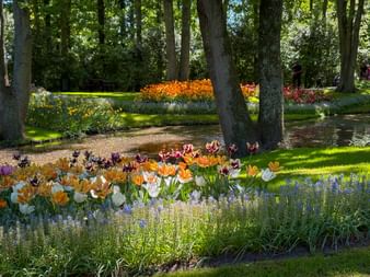 Bunte Tulpen und Frühlingsblumen entlang eines Weihers im Keukenhof Park, mit hohen Bäumen, die Schatten auf grüne Rasenflächen werfen.