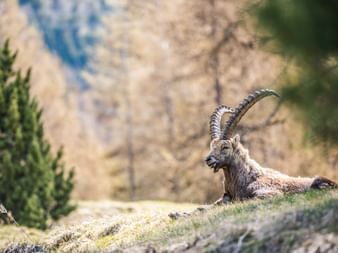 Steinbock mit großen gebogenen Hörnern ruht auf einem grasbewachsenen Berghang in den Schweizer Alpen mit verschwommenem Felsgelände im Hintergrund.