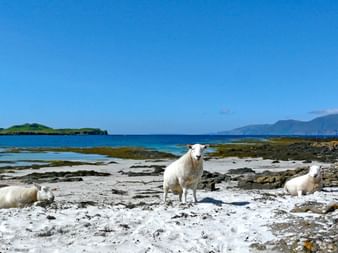 Coast with sheep