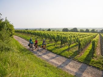 Cycle path through the vineyards on the Rhine