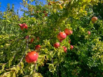 Frische Granatäpfel