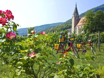 Cycle break of two cyclists between vines, in the foreground a pink blossoming rose bush, in the background the church of Schwallenbach