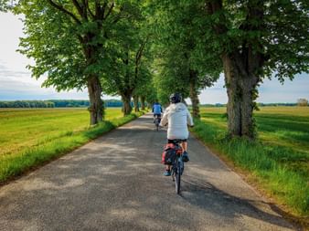 Cyclists riding on a tree-lined path in Denmark, with large trees forming a natural canopy over the road and green fields on both sides.