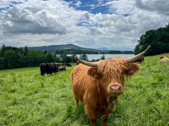 Highland cattle in Gransdorf with a view of Grabensee