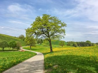 Paved cycling path winding through green meadows with yellow wildflowers. A large tree stands beside the path under a blue sky with clouds.