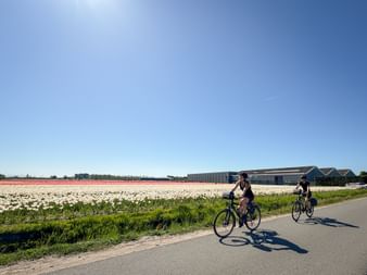 Zwei Radfahrer fahren auf einer asphaltierten Straße neben bunten Tulpenfeldern in Holland unter blauem Himmel mit Bauernhöfen im Hintergrund.