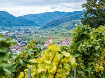Vineyards in the Wachau