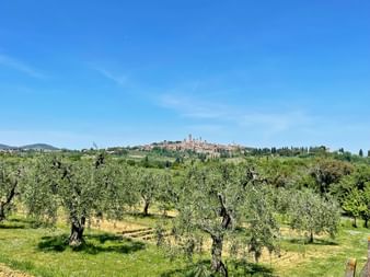 View over olive trees to the village of San Gimignano