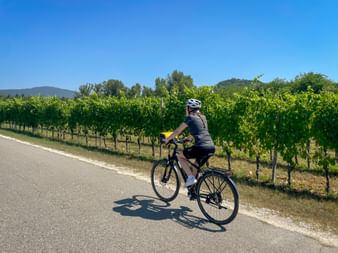 Female cyclist riding through vineyard rows in Collio region. Green vines line the road under clear blue sky with hills in the background.