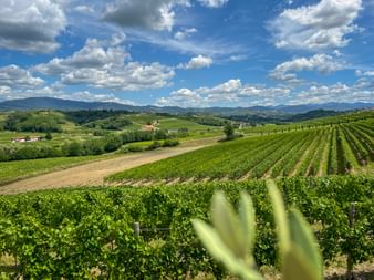Rolling hills with green vineyard rows in Collio wine region. Mountains visible in distance under blue sky with white clouds.