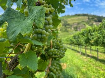 Vines in the Wachau region