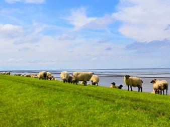 Dyke sheep