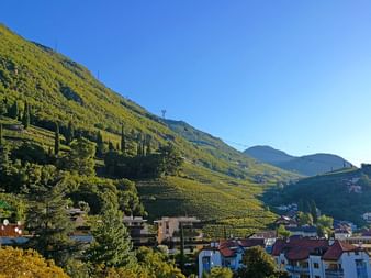 Wine yards around Bolzano