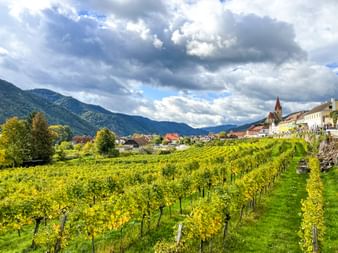 Green vineyards in Weissenkirchen