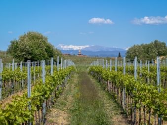 Rows of grapevines in a Slovenian vineyard near Vrtojba with a church steeple and snow-capped mountains visible in the background.