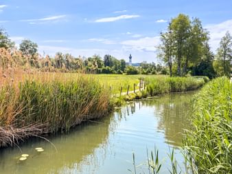 Peaceful stream with reeds and lily pads, wooden dock in distance, green meadows and trees under blue sky in Obertrum lake region.