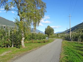 Apple orchards on the cycle path from Reschen to Bozen