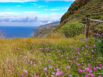 Blumenwiese auf Madeira