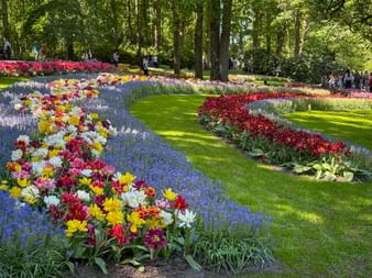 Geschwungene Blumenbeete im Keukenhof mit bunten Tulpen und blauen Traubenhyazinthen auf grünen Rasenflächen, umgeben von Bäumen.