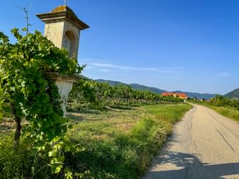 Asphaltierter Radweg durch Wösendorfer Weingarten mit Bildstock, grünen Weinreben und Hügeln im Hintergrund unter blauem Himmel.