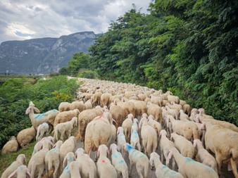Sheep herd in Zambana