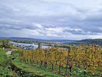 Vineyard with a view of Rüdesheim