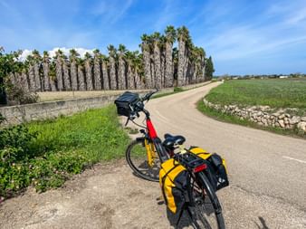 Leihrad mit Palmenwald im Hintergrund