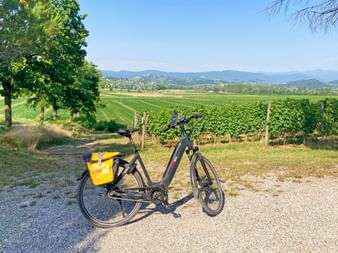 Eurobike rental bike in front of vineyards