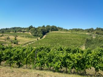 Rolling hills covered with terraced vineyards in Collio under clear blue sky. Green grapevines in foreground, wooded hilltop in background.