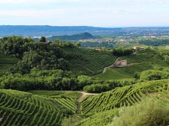 Treviso vineyards