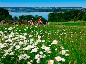 Flowers with cyclist in the background