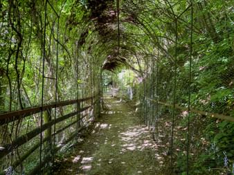 Path through Brandis Waalweg tunnel covered with hanging vines and green foliage. A wooden fence lines the left side of the dirt path.