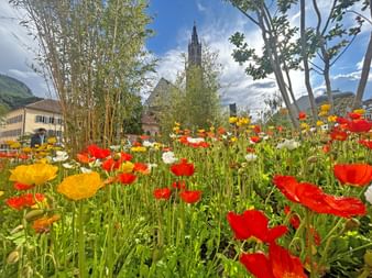 Flowers on the town square in Bolzano