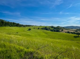 Lush green fields and rolling hills near Siena, Tuscany, with scattered trees and forests under a bright blue sky.