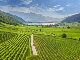 Aerial view of cyclists on a path through green vineyards near Kalterer See, with mountains and a lake in the background under blue sky.