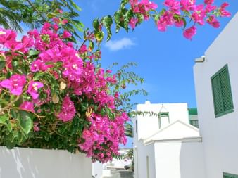 Fincas Boug Ainvillea