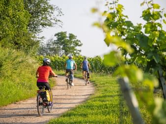 Drei Radfahrer fahren auf gepflastertem Weg durch Weinberglandschaft. Radfahrer im roten Shirt folgt zwei anderen auf baumgesäumter Route.