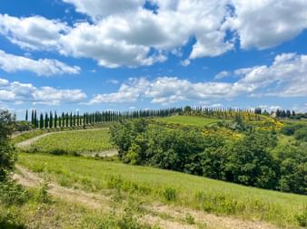 Cypresses in Montalcino