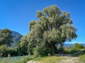 Rental bikes under a tree along the Adige Cycle Path