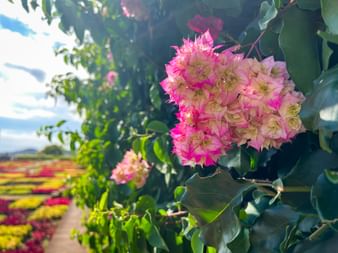 Flower in the botanical garden in Monte