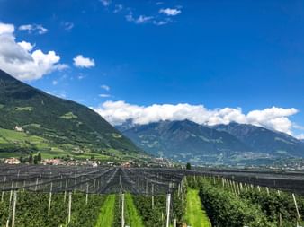 Apple groves