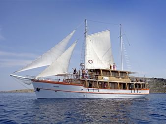 MS DALMATINO