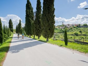 Avenue with cypresses