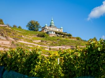 Schloss Wackerbarth palace with green copper dome sits atop terraced vineyard slopes in Radebeul. Green grapevines in foreground under blue sky.