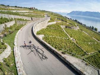 Zwei Radfahrer auf einer kurvenreichen Straße durch terrassierte Weinberge im Kanton Waadt bei Rivaz, mit Genfersee und Bergen im Hintergrund.