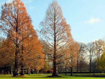Herbstliche Bäume