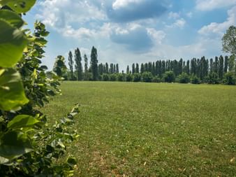 Wide green field bordered by tall poplar trees under a blue sky with white clouds. Grapevines visible on the left edge.