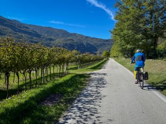 Cyclist in blue jacket riding on paved bike path between vineyards and mountains near Mori. Clear blue sky and tree-lined route visible.