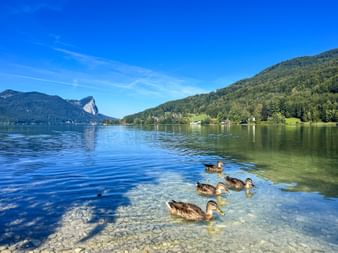 Five ducks swimming in clear shallow water of Mondsee lake. The distinctive Drachenwand mountain rises in the background under blue sky.