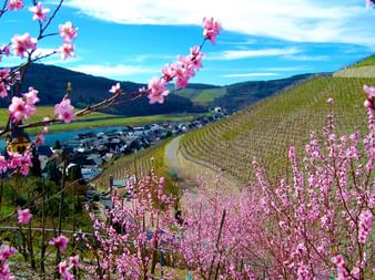 view on the Moselle